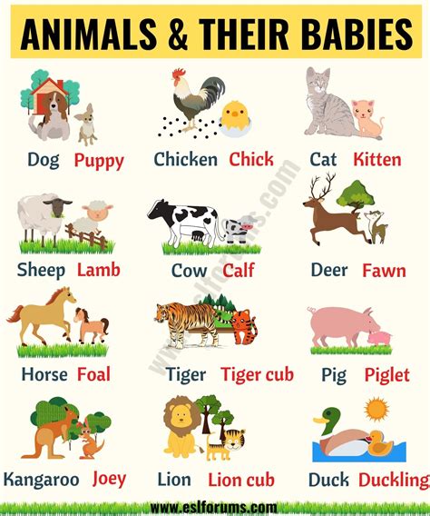 Cute Baby Animals: Learn Popular Animals and Their Babies! - ESL Forums ...