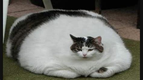 Fat Cat image - MahtXL - IndieDB