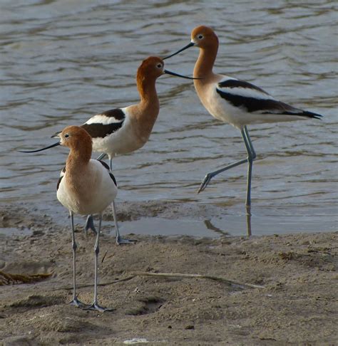 "American Avocet" "eugene beckes" | eugene beckes | Flickr