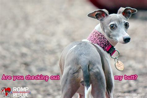 Italian Greyhound Memes - part 1 - ROMP Italian Greyhound Rescue ...