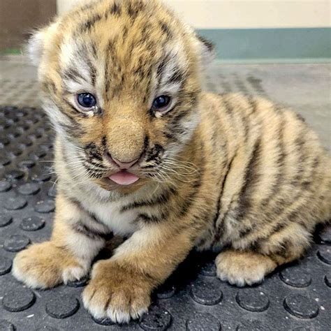 Siberian Tiger Cubs