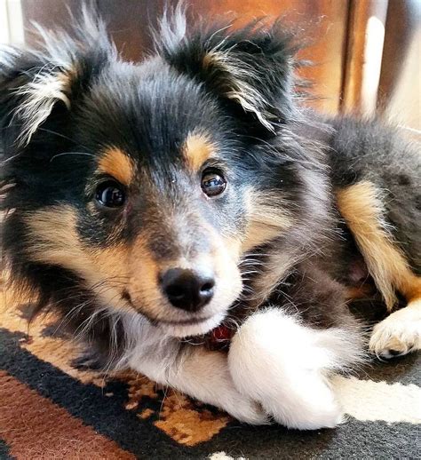 Cute as ever... #sheltiepuppy #sheltiewelpe #sheltie #welpe # ...