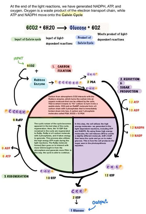 Calvin Cycle (Dark Reaction) — Equation & Steps - Expii