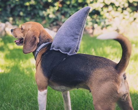 Pet Shark Fin Costume | ubicaciondepersonas.cdmx.gob.mx