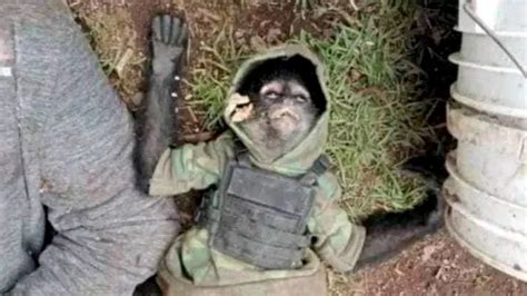 'Narco monkey' in bulletproof vest killed in cartel shootout