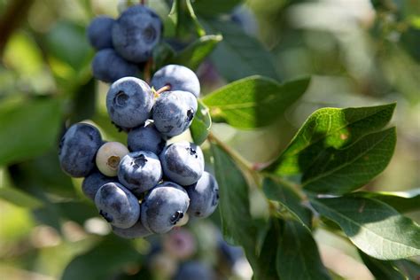 Blueberry | Description, Types, Nutrition, Cultivation, & Facts ...