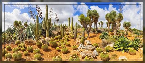 Desert Plants and Their Adaptation Techniques - Al Ardh Alkhadra