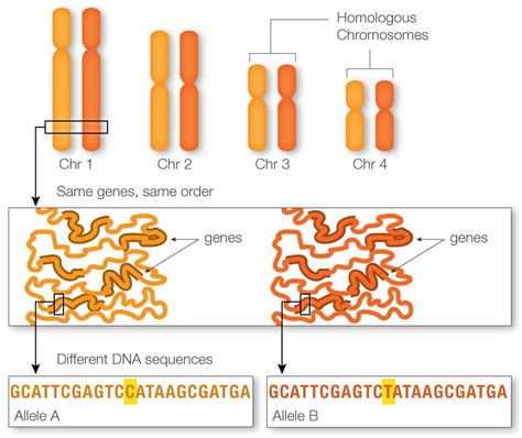 Genetic Linkage Example