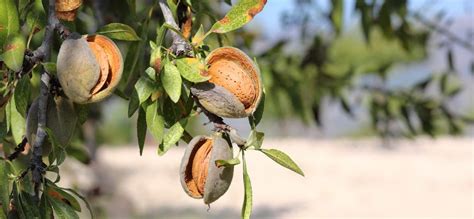 Why We Go Nuts for Almonds: Almond Oil Benefits - Dr. Squatch - UK