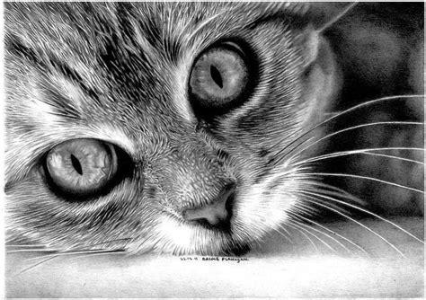 Pin by Michele Duncan on World Of Animals | Realistic cat drawing, Cat ...