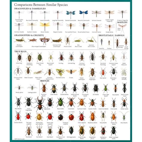 Insect Identification Chart | Garden pests identification, Insect ...