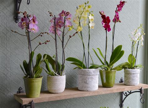 Orchid Plants | Kensington Flowers