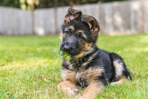 German Shepherd Puppy Perched on Chair Melts Hearts: 'The Dangly Legs ...