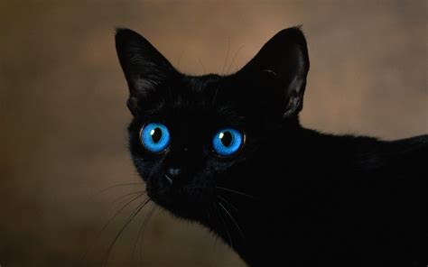 Black Cat Eyes Wallpaper - WallpaperSafari