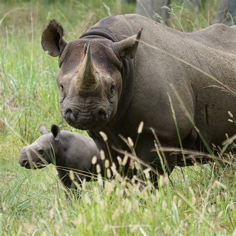 Southern Black Rhino - Conservation Centers for Species Survival