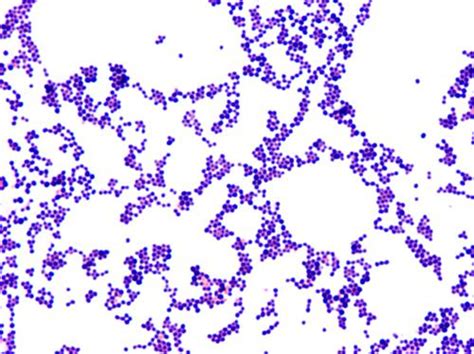 Staph Bacteria Gram Stain