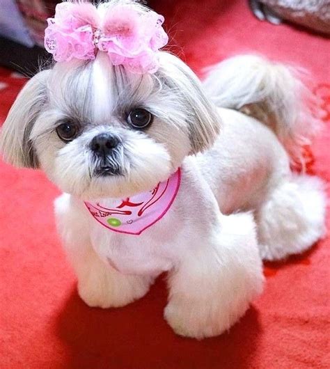 Sweet Dogs, Cute Dogs And Puppies, Doggies, Shitzu Dogs Haircuts, Dog ...