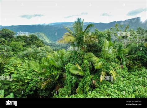 El Yunque National Forest on the Caribbean island of Puerto Rico, view ...