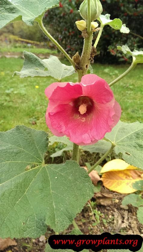 Alcea rosea - How to grow & care