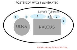 Wrist normal – ULTRASOUNDPAEDIA