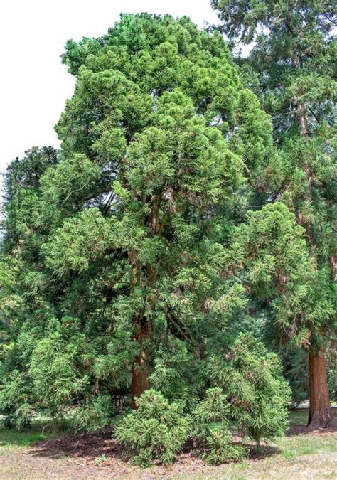 Cryptomeria japonica - Monaco Nature Encyclopedia