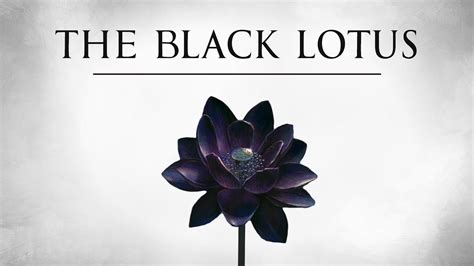 Black Lotus - AyazElshamis