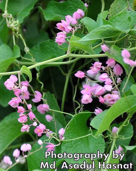 Wild & Garden Flowers: Polygonaceae