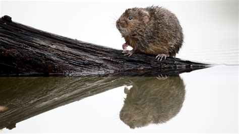 FRESHWATER SPOTLIGHT: THE WATER VOLE - UK Youth 4 Nature