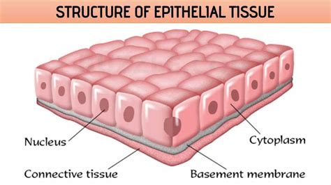 Epithelial Cell Structure