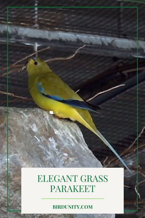 Elegant Grass Parakeet as Pet | Parakeets as pets, Parakeet, Pets