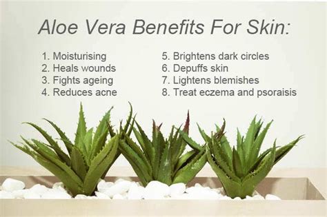 10 Aloe Vera Benefits For Gorgeous And Glowing Skin This Winter ...