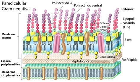 Pared Celular Gram Positiva Y Gram Negativa Diferencias - Compartir Celular