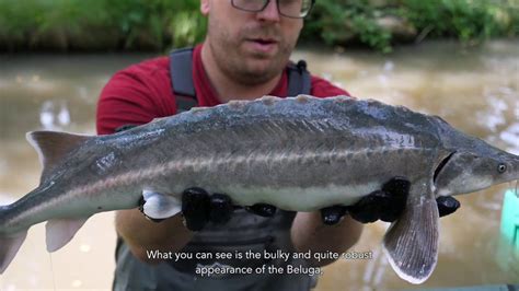 IDENTIFICATION OF EXOTIC STURGEON SPECIES AND HYBRIDS - YouTube