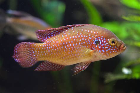 The 7 Best Convict Cichlid Tank Mates - Aquarium Tidings