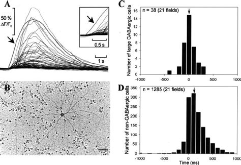 Large GABAergic neurons are active at the onset of each synchronous os ...