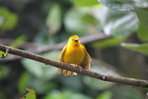 Taveta Golden Weaver Photograph by James Carpenter - Fine Art America