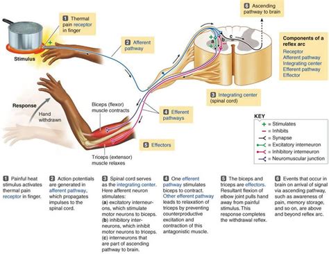 Think Tank Centre: The Reflex Arc