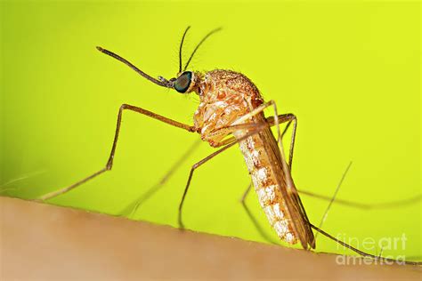 Culex Quinquefasciatus Mosquito Photograph by Cdc/science Photo Library ...