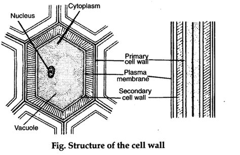 Cell wall of Bacteria Main Points only and Functions of cell wall shortly