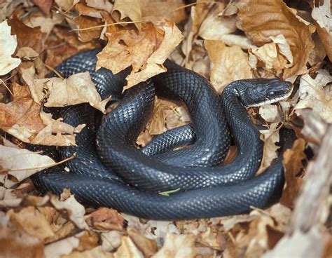 Can You Kill A Rattlesnake In Texas