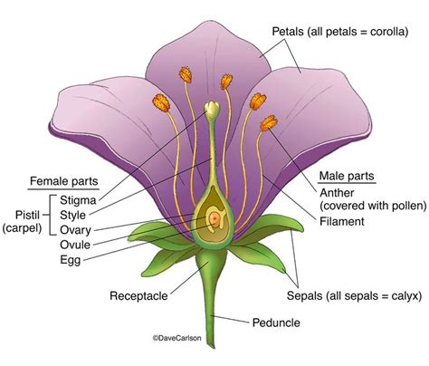 Botany | Life Science & Biomedical | Carlson Stock Art | Parts of a ...