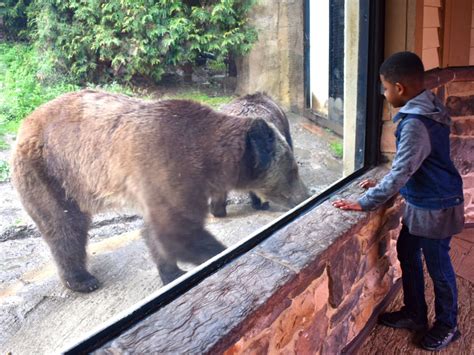 Akron Zoo offering free admission on Presidents Day - cleveland.com