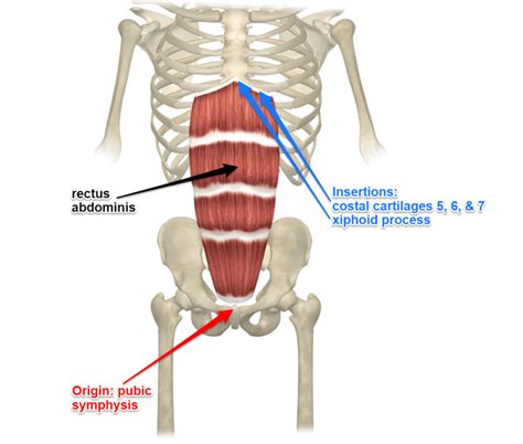 Rectus Abdominis Muscle Its Attachments and Actions - Yoganatomy