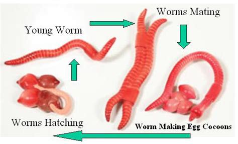 How do Worms Reproduce and What Is Their Life Cycle? - Learn About Nature