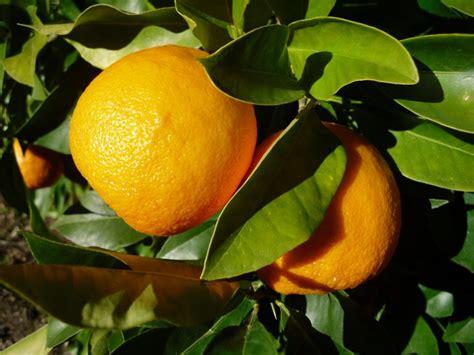 Bitter Orange (Citrus aurantium): Anxiety Cure?