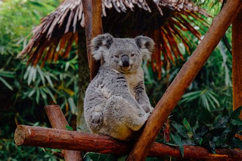 Koalas Rescued from Australian Bushfires to be Re-Introduced into Wild ...