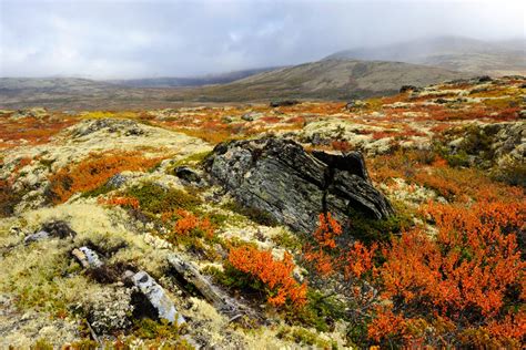 Tundra Biome - The Habitat Encyclopedia