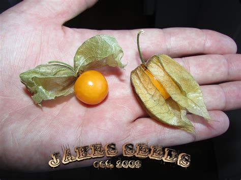 Giant Cape Gooseberry / Golden berry / Inca / Physalis / Uchuva Seeds ...