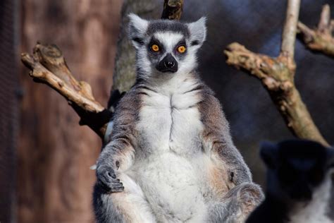 Ring-tailed Lemur - Zoo Atlanta