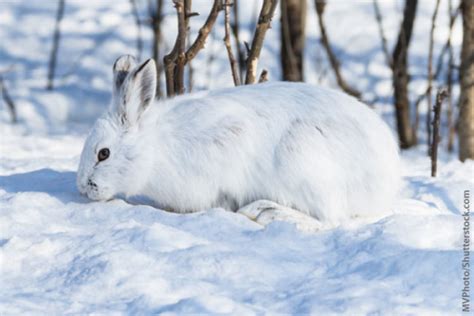 Snowshoe Hare Facts, Information, Pictures & Video